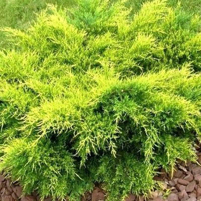 

Можжевельник Олд Голд / С3 / d 30-40 / Juniperus Old Gold