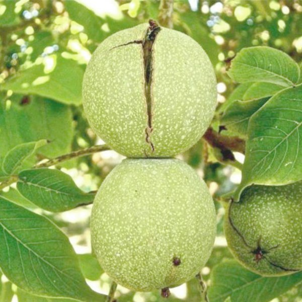 

Саженцы грецкого ореха «Великан» - 3-летний