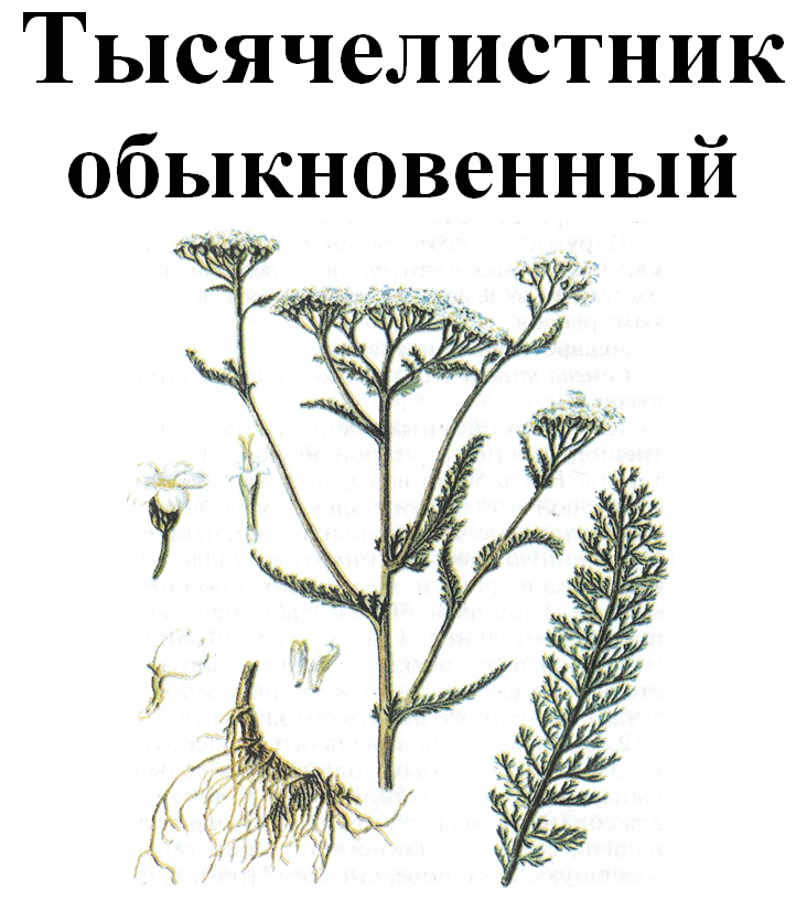 

Тысячелистник обыкновенный, 40 грамм