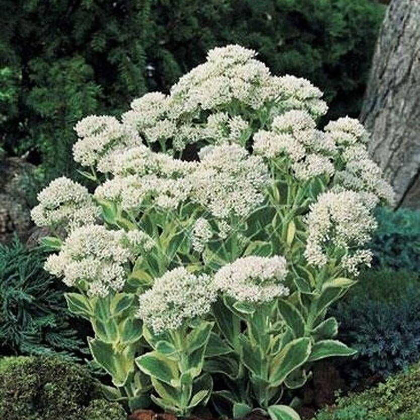 

Очиток фрости морн, Sedum erythrostictum Frosty Morn