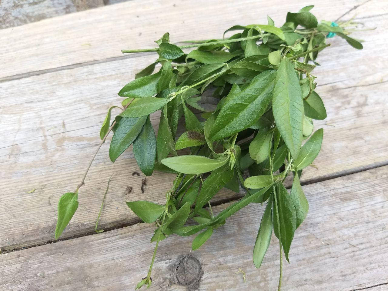 

Барвинок натуральный, около 30 веточек, h-20 см