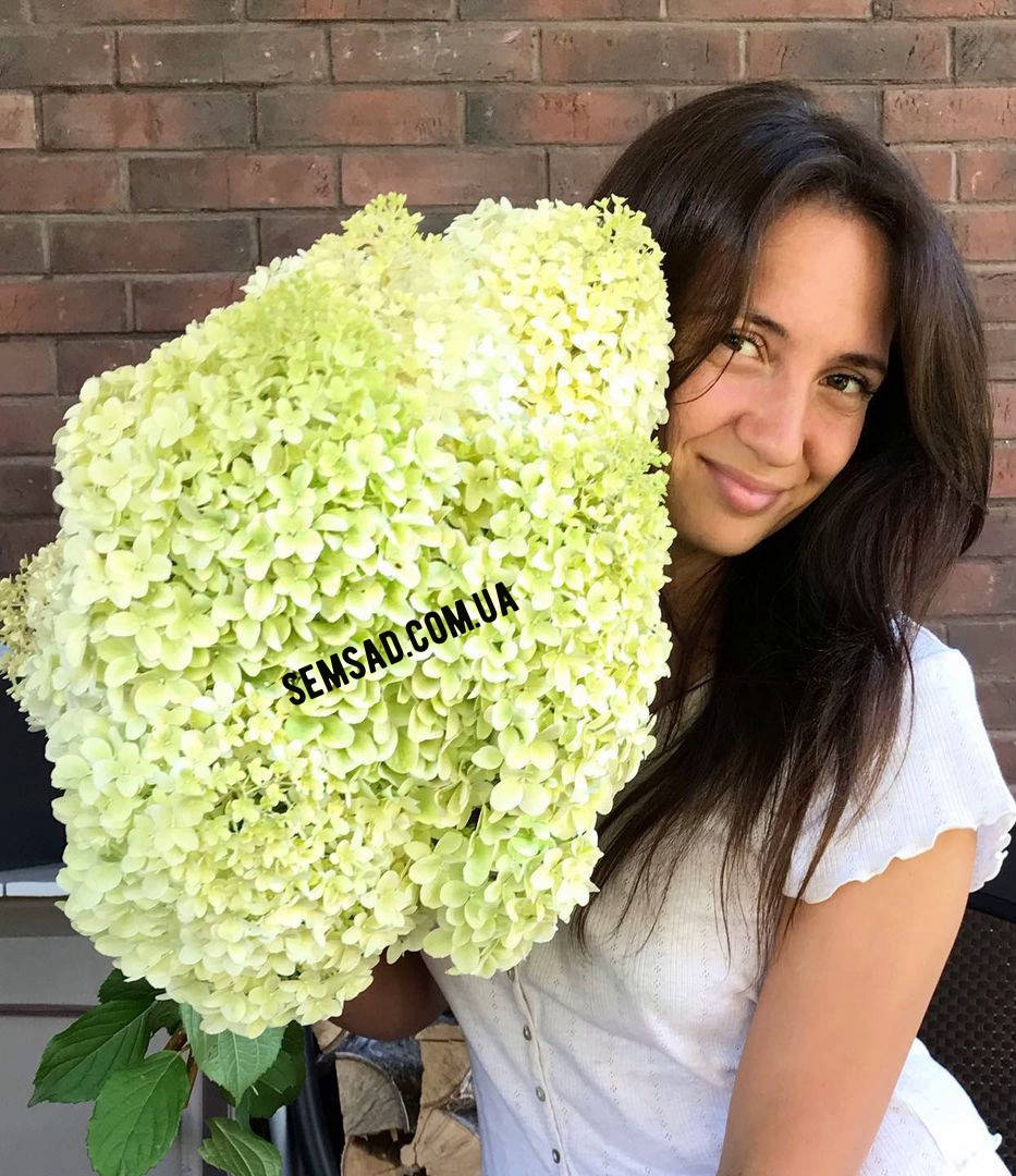 

Гортензия метельчатая Геркулес \ Hydrangea paniculata Hercules ( саженцы 4 года)