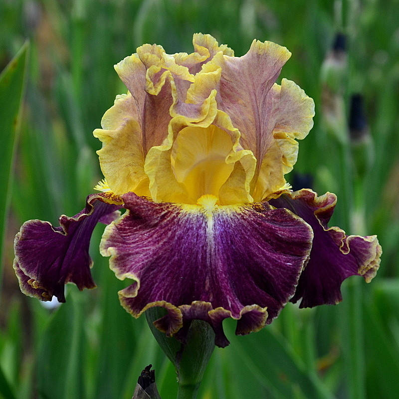 

Ирис высокий бородатый High Master (Хай Маста)