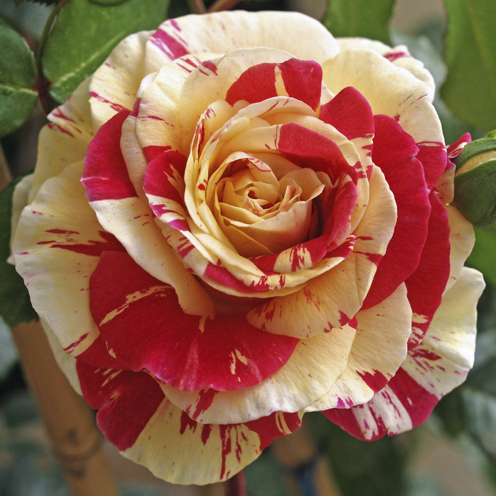 

Ваниль Фрайз (Vanille Fraise)