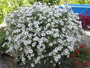 

Семена Петуния гигантская ампельная Шок Вейв F1 Пинк Веин 5 шт PanAmerican урожай 2021 г., Розовый