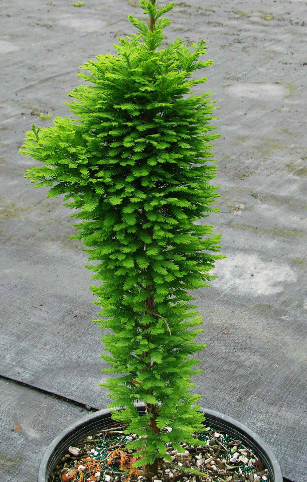 Таксодиум Пив Минарет / С7,5 / h 60-80 / Taxodium Pevé Minaret