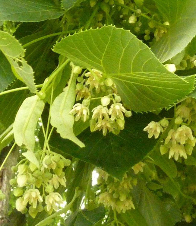 

Отдушка Липа Цветущая, 10 мл.