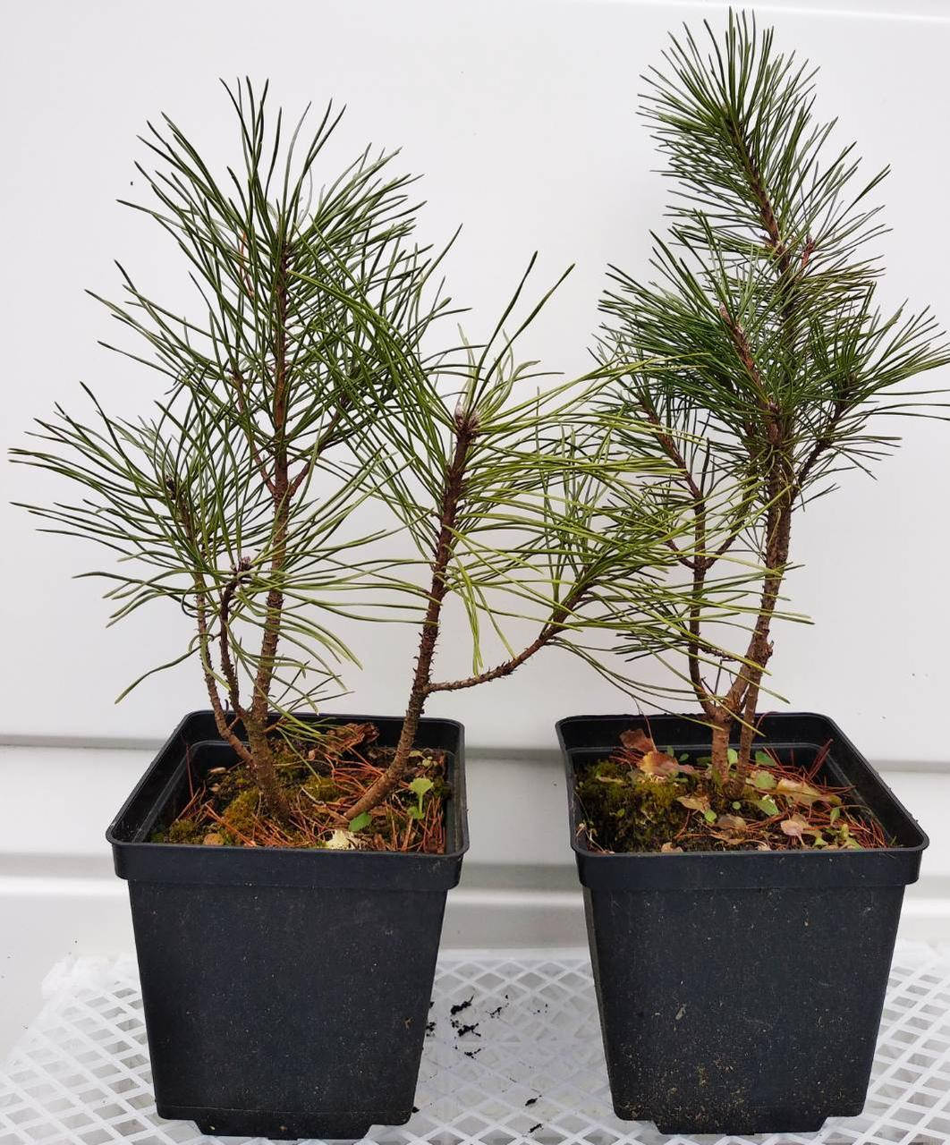 

Сосна горная Мугус С2 (Pinus mugo Mughus)