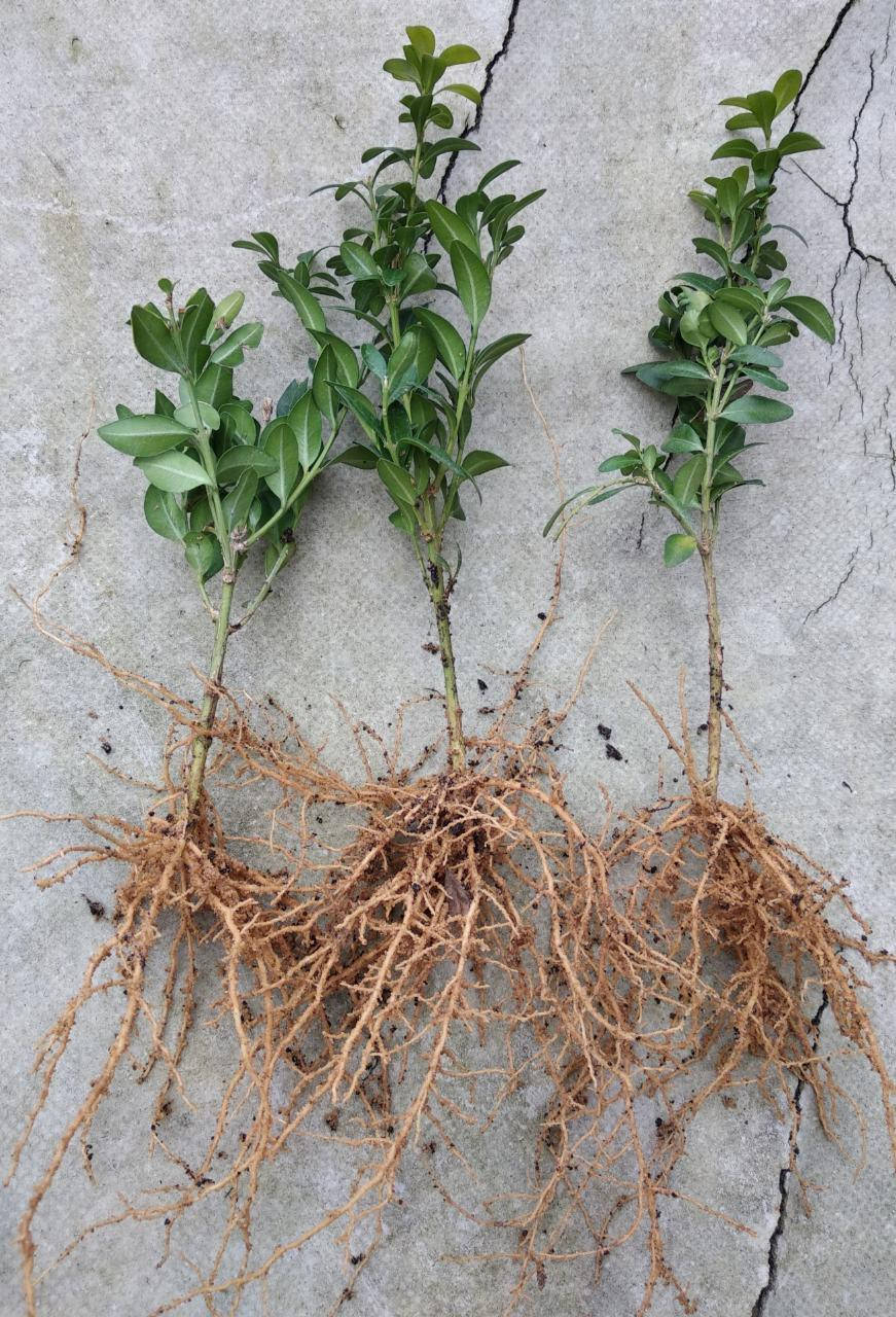 

Самшит вечнозеленый BUXUS SEMPERVIRENS (голый корень)