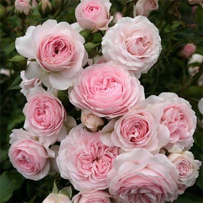 

Роза Larissa (саженцы)