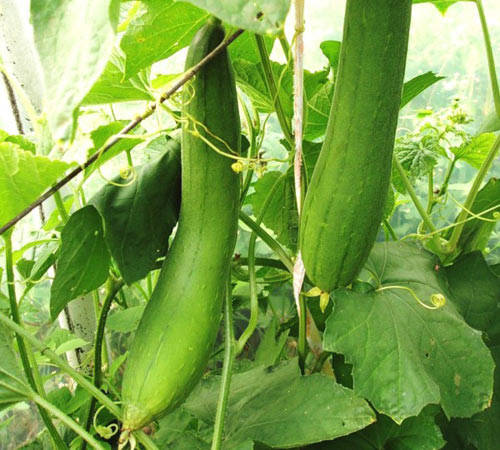 

Семена Тыква мочалочная Люффа 0,5 грамма SeedEra