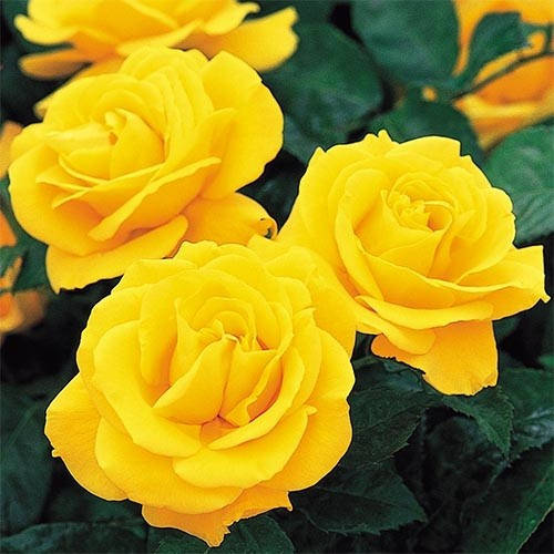 

Роза Golden Wedding (саженец)