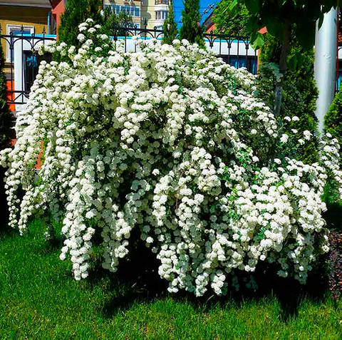 

Спирея белая