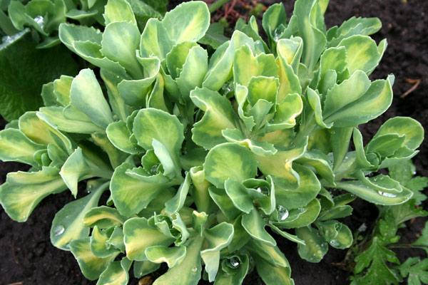 

Очиток видный 'Variegata'. Контейнер 2 л