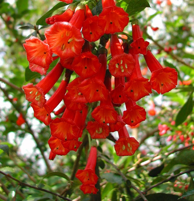 

Иохрома FUCHSIOIDES