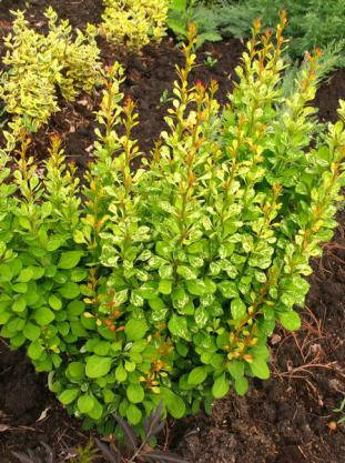 

Барбарис Тунберга Powwow саженцы 1 л.