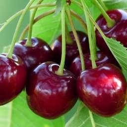 

Саженцы черешни ЛАПИНС (двухлетний) среднепоздний срок созревания