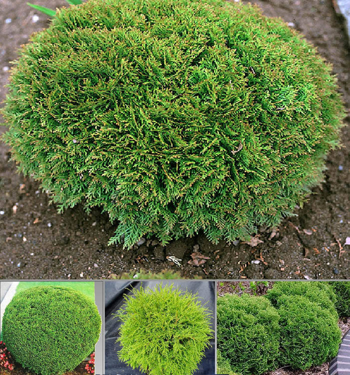 

Туя західна Тіні Тім / Туя западная Тини Тим / Thuja occidentalis Tiny Tim
