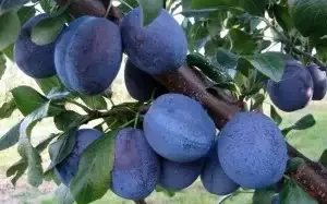 

Слива Чачакская Найболиа