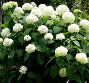 

Гортензия древовидная белая