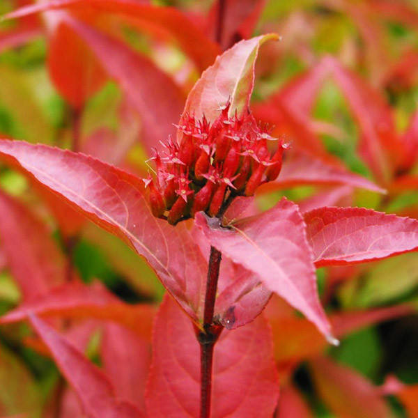

Диервилла Баттерфляй / Diervilla sessilifolia Butterfly / С10