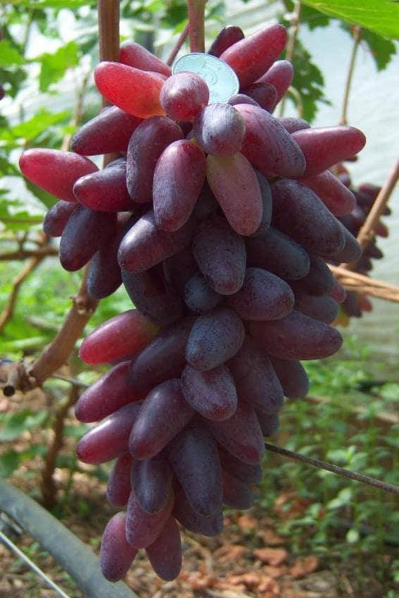 

Виноград КАРНАВАЛ (саженцы привитые)