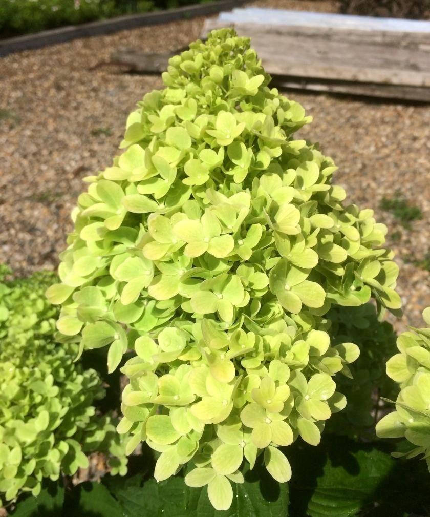 

Гортензия метельчатая Мохито \ Hydrangea paniculata Mojito ( саженцы 2 года)