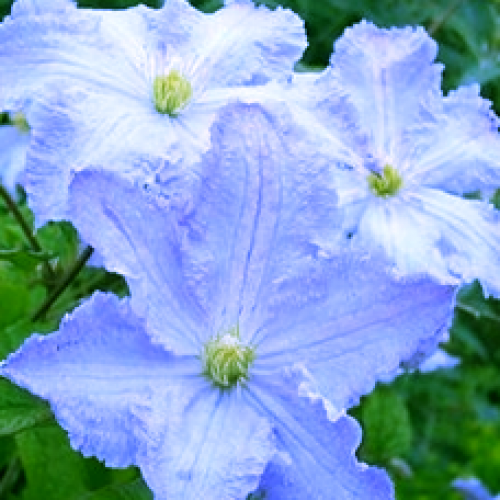 

Клематис Blue Angel (Блю Ангел)