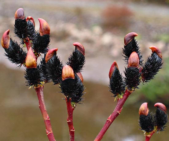 

Ива черная Меланостахис / Salix black Melanostachys / h 80-100