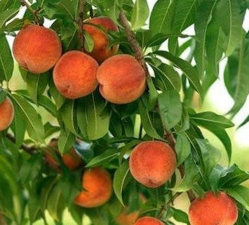 

Ароматизатор Персик 20грамм