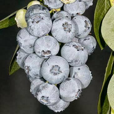 

Саженцы голубики Блюголд (Bluegold) 5 летние, конт. 20-25 л