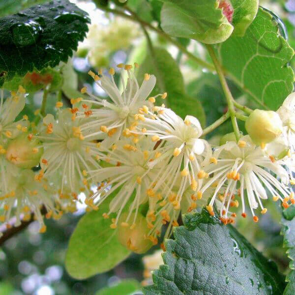 

СО2 Экстракт Липы, 10 грамм