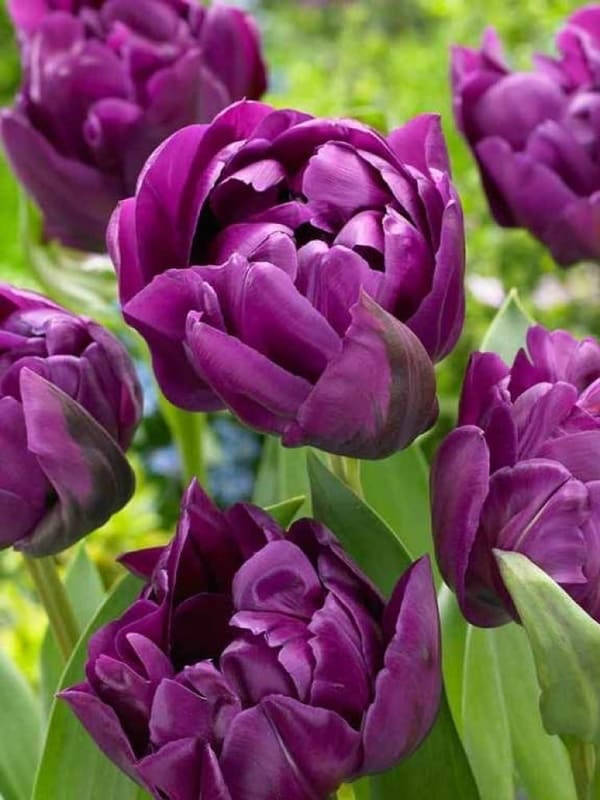 

Тюльпан Negrita Double (луковицы) 3 шт