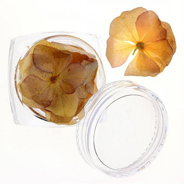 

Сухоцветы №26, Бежевый