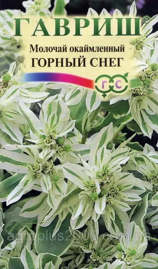 

Семена Молочай Горный снег 0,5 грамма Седек, Белый