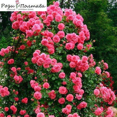 

Розариум Ютерзен (Rosarium Uetersen)