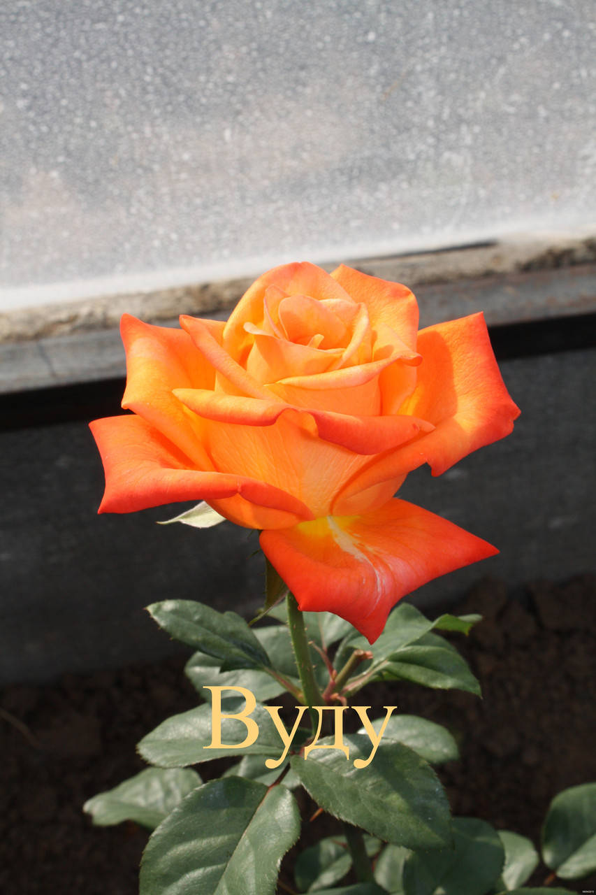 

Роза чайно-гибридная Вуду (Voodoo)