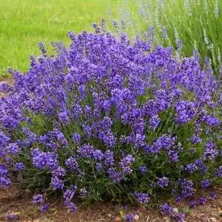 

Лаванда "ЭССЕНС ПУРПЛ" узколистная (English Lavender 'Essence Purple') / Саженцы