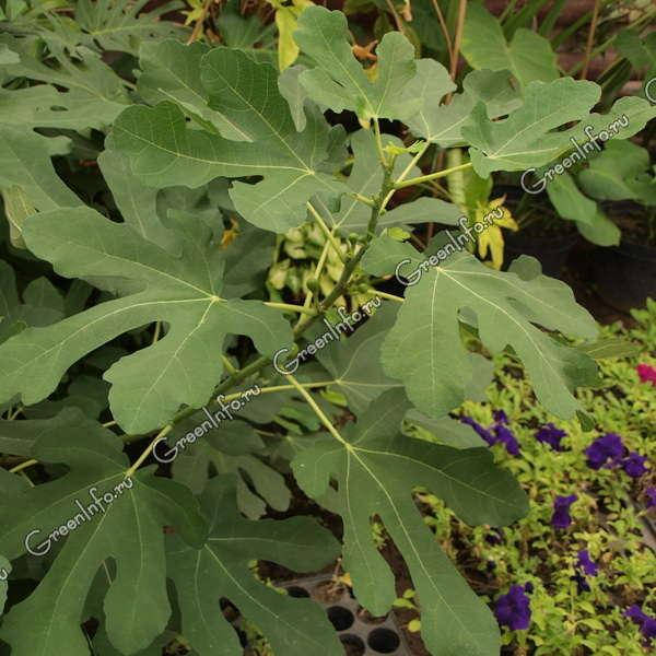 

Инжир, Ficus carica
