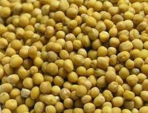 

Горчица белая целая, Белый