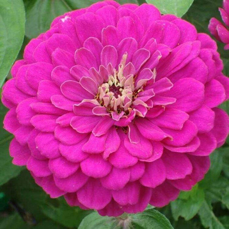 

Семена Цинния Королевская 0,5 г W.Legutko 5175, Розовый