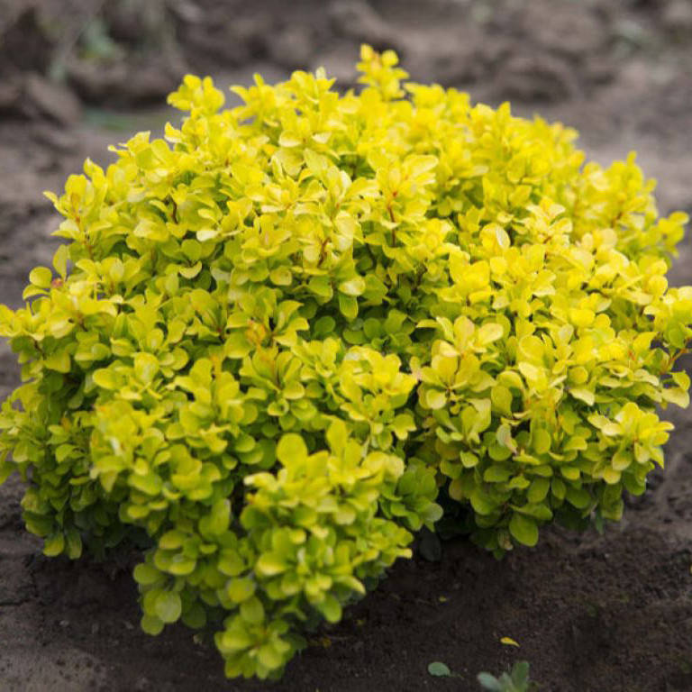 

Барбарис Tiny Gold 0,5 л