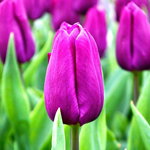 

Тюльпан "Purple Prince"(5 шт.)