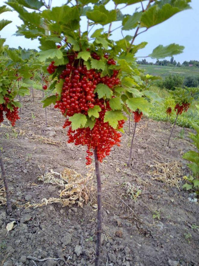 

Смородина красная Львовская на штамбе
