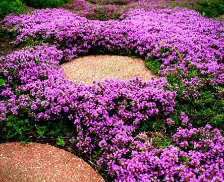 

Тимьян ползучий розовый, контейнер 0,5 л