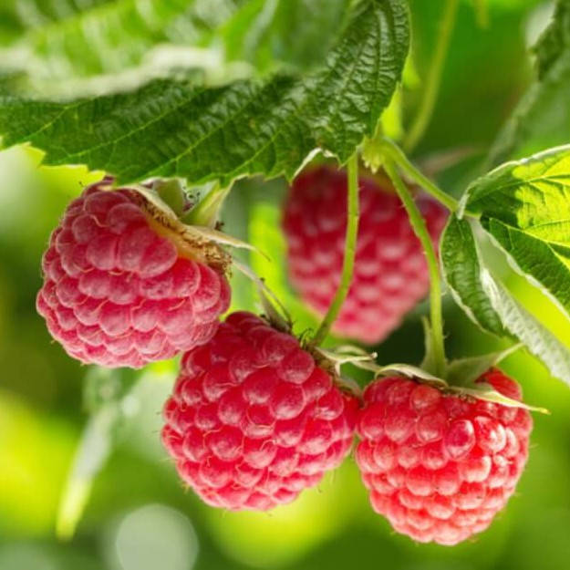 

Саженцы ремонтантной малины, сорт «Полесье»