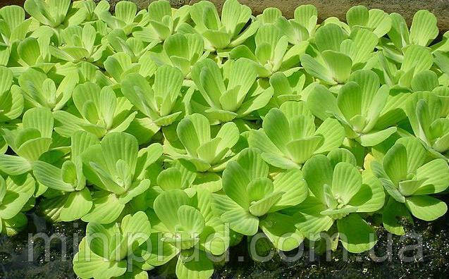 

ВОДЯНОЙ САЛАТ, ПИСТИЯ (взрослое растение)