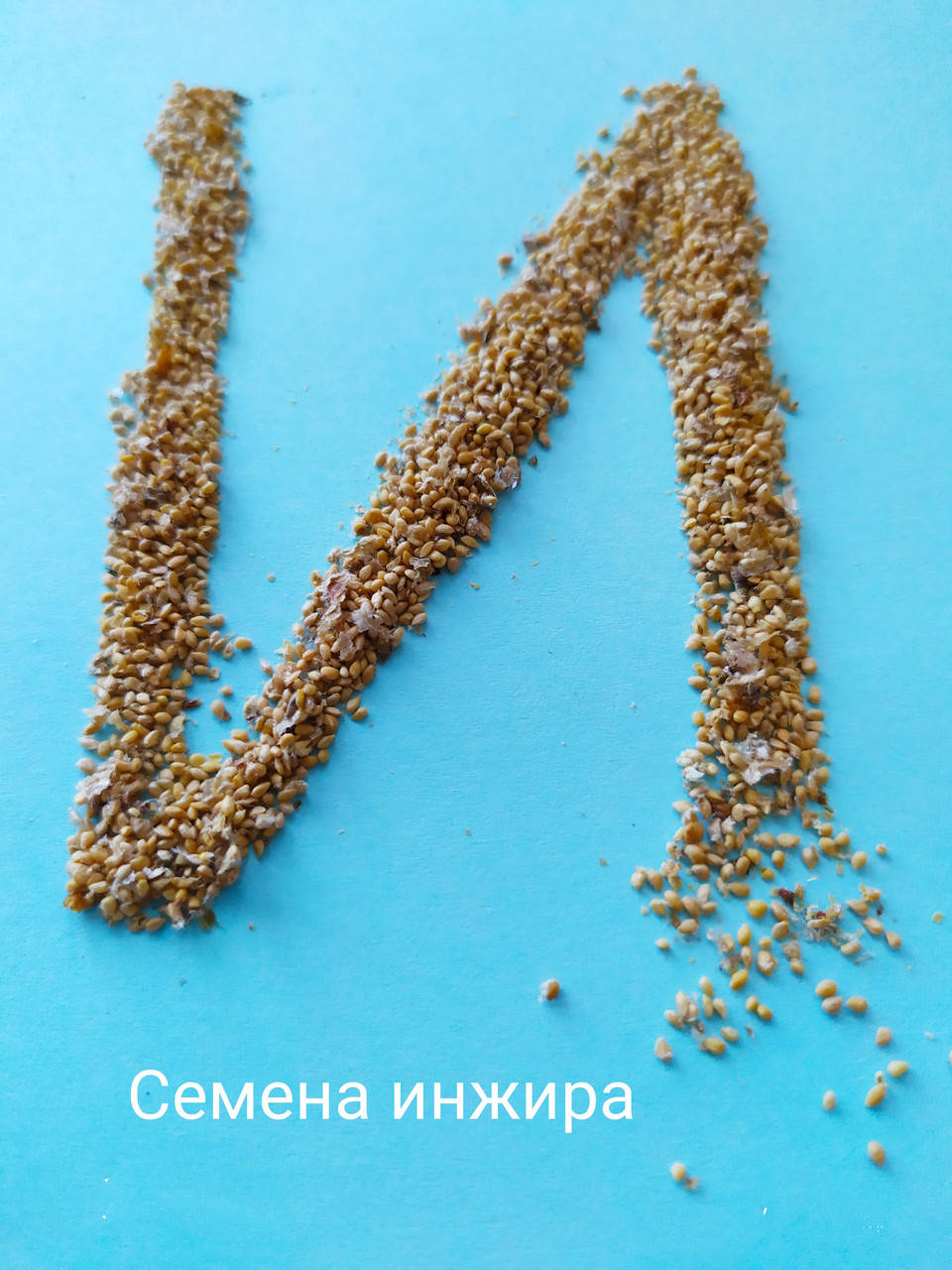 

Набор семян инжира № 1