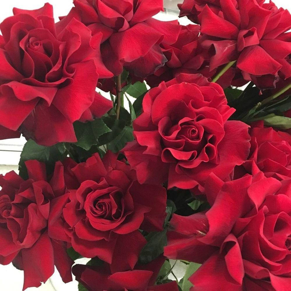 

Роза "Софи Лорен"