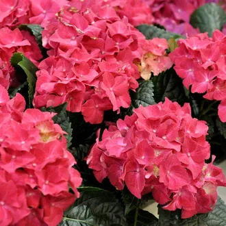 

САДЖАНЦІ ГОРТЕНЗІЇ КРУПНОЛИСТНОЇ "СПІДІ РЕД ІМПРУВД"